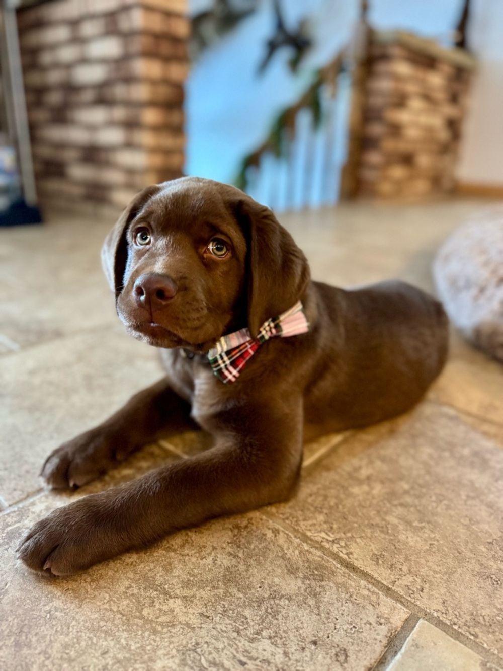 Meet your Posher, Brandy